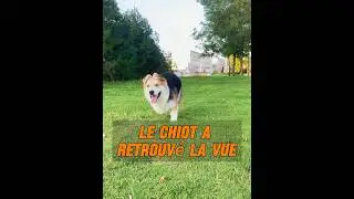 Un homme ramasse un chiot !#animaux #animal