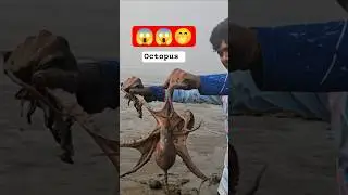 खडकात भेटली किलो ची माकली #shorts #viral #शॉर्ट्सविडिओ Dangerous Octopus Fishing 😱😱