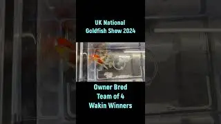 Owner Bred Wakin Team of 4 Winners UK national goldfish show 2024 #aquarium #animals #fish #uk