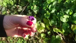 Sweet Violet