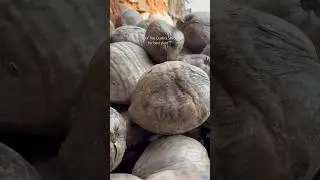 Top Quality Tiptur Tall Coconut Seeds || Selected from 40 years old mother palms🌴