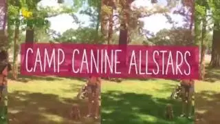 Group Dog Training - Camp Canine All Stars