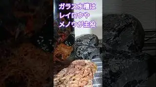 やはりガラス水槽内がレイロウやメノウは見栄えが良い！北海道各地の鉱物は素晴らしい！