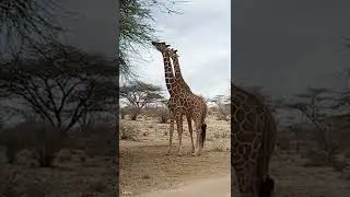 Wildlife Direct