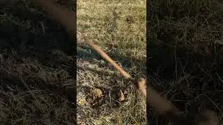 Planting bare root Fuyu Persimmon trees in January Zone 7