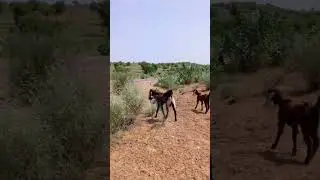 Goats Desert Wildlife #Animals #Nature #Wildlife #Adventure #AnimalLovers #GoatLovers #ytshorts