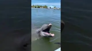 Truly the funniest laughing Dolphin.  PLEASE SUBSCRIBE ❤️ LUGNUT THE CHOCOLATE LABRADOR