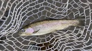 Broken Bow 1/17/26
