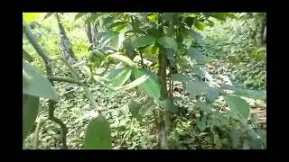 This is how vanilla beans are grown.