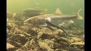 Clues from the deep: What lake trout can teach us about sea lampreys in the Great Lakes