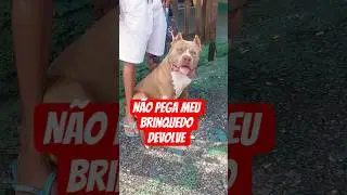 n&atilde;o pega meu brinquedo #pitbull #pitbulls #pitbulldog #cachorro #cachorros #viral #viralvideo #short