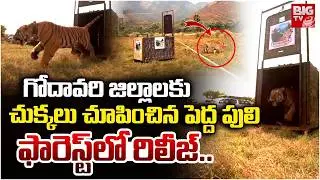 Tiger Released in National Forest | పెద్దపులి రిలీజ్..| East Godavari Tiger Release | BIGTV