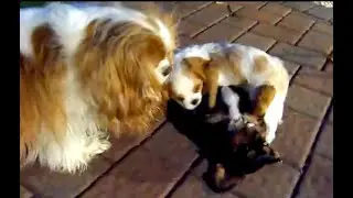 Cavalier Puppy Report - 8 Weeks and 4 Days Old