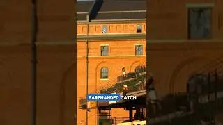 Incredible Barehanded Catch #baseballvideos #mlb #baseball #shorts #mlbbaseball