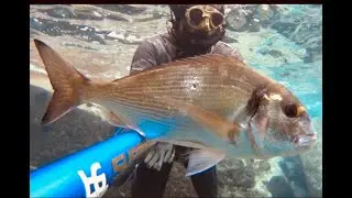 Orate scoppiate ! . Pesca sub Marina con Lg supreme 14