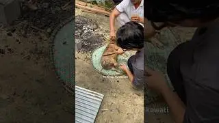 Membersihkan babi untuk ritual saki palas Dayak Ngaju #kalteng #kalimantan #dayak #borneo