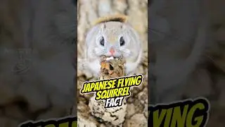 JAPANESE FLYING SQUIRREL 🐿️ #flyingsquirrel #squirrel #cute #shorts #animals #animalfacts #funfacts