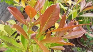 Quick check on progress of my in-ground Lemon cherry guava, flower buds developing