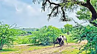 #viral #viral #experiment #new #trending #desiviilagelifetstyle #trendingshorts #villagelife #video