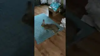 Squeaky bunny
