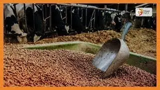 Kenya's Gold - Animal Feed - Gold Chat (Part 2)