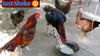 #aseelmurga #kingaseel #just #foresale hi#all chick mostly Dengher 🐓