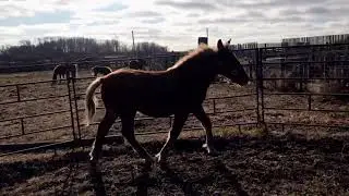 Clearview Stock Farm Suffolk Filly - Clearview Ullysses Miss Holly