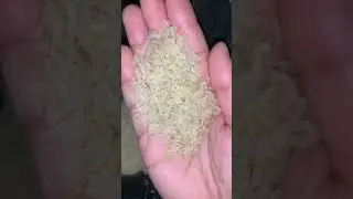 Eating broken basmati raw rice 🌾 || hard raw rice eating 🥣