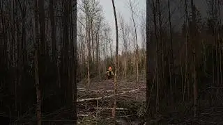 How satisfying? Cleaning the forest 🌳🪓