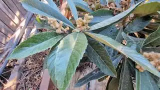 Nagasakiwase Loquat trees update after -1.6 degree Celsius.