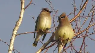 A Flock of Cedar WaxWings In The Tree