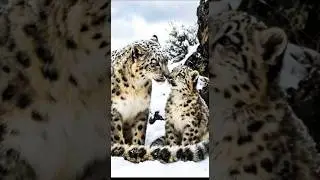 Snow leopard mama and her cub sharing a quiet moment in the mountains. #shorts #snowleopard
