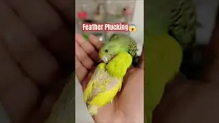 Stop Feather Plucking  of your Birds 😱🧿 #birds #budgies #parrotbreeding #parrot #plucking #feather