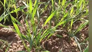गेहूं ki fasal #farming #automobile #agriculture #funny #facts #jcb #farmer  Like and subscribe 🙏🚜🚜
