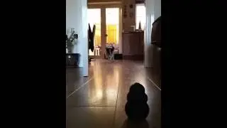 Funny video of dog running in slow motion