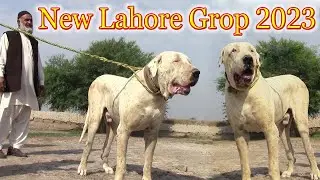 Pure Pakistani Bree og Top Class Bully Kutta By Nafa TV H