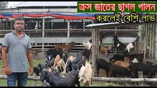 ক্রস জাতের ছাগল পালন করলেই বেশি লাভ তাই চাকরি ছেড়ে সফল খামারি। ছাগল পালন। Goat Farm In Bangladesh.