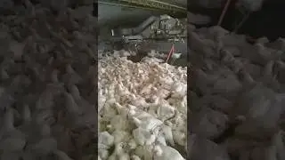 Chicken catching Machine Tractor #farm #shorts #tractor #chicken