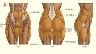 human art drawing｜The Science of Drawing Fat: Male vs Female Body Fat Distribution！