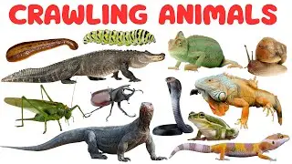 Crawling Animals for Kids | Learn Crawling Animals and Reptiles Names