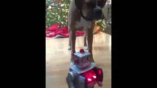 Boxer dog doesn't like robot toy