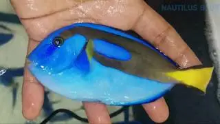 IKAN LETTER SIX | BLUE TANG | DORY | Paracanthurus hepatus | #4
