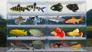 Fish: Turtle, Crab, Diving Beetle, Platy Fish, Rainbow Shark, Cichlid, Leporinus Fish, Molly Fish