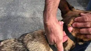 How to properly fit your dog with an E-collar.