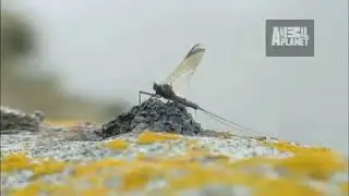 WTF_  Mayflies