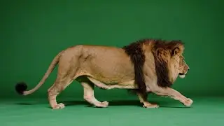 Lion Walking &ndash; Realistic Free Green Screen Animation - VFX - Loop