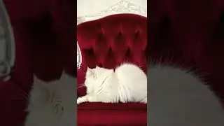 #song #persiancat #catmom #love #catlove #music #kitten #cutiekitty
