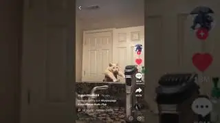 Sjov kat