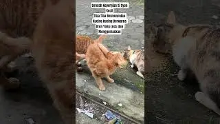 Setelah Kepergian Si Oyen Tiba tiba bermunculan kucing kucing berwarna Oren yang lucu