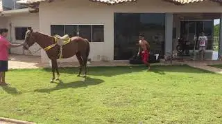 Coice de cavalo